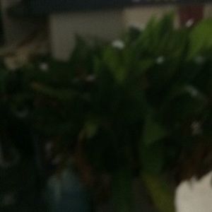 Meet your Posher, Lora